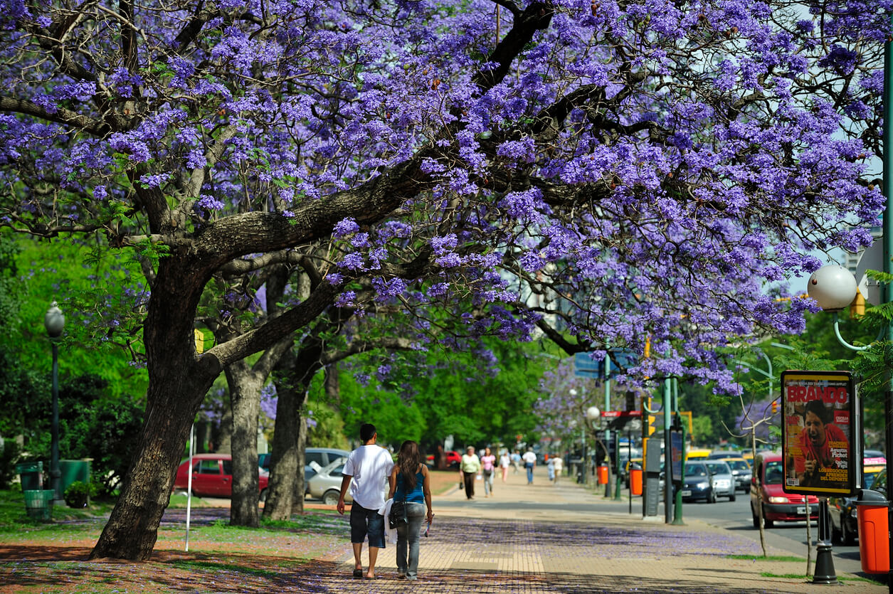 Jacaranda tree in November, Buenos Aires